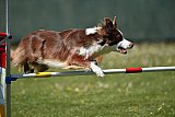 2nd chanche agility apeldoorn v.p
