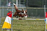 2nd chanche agility apeldoorn v.p