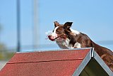 2nd chanche agility apeldoorn v.p