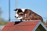2nd chanche agility apeldoorn v.p