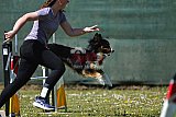 2nd chanche agility apeldoorn v.p