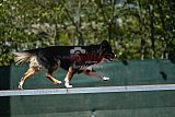 2nd chanche agility apeldoorn v.p