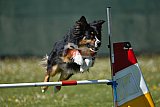 2nd chanche agility apeldoorn v.p