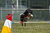 2nd chanche agility apeldoorn v.p