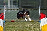 2nd chanche agility apeldoorn v.p