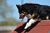 2nd chanche agility apeldoorn v.p