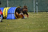 2nd chanche agility apeldoorn v.p