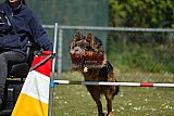 2nd chanche agility apeldoorn v.p