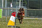 2nd chanche agility apeldoorn v.p