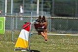 2nd chanche agility apeldoorn v.p