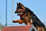 2nd chanche agility apeldoorn v.p