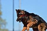 2nd chanche agility apeldoorn v.p