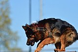 2nd chanche agility apeldoorn v.p