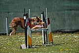 2nd chanche agility apeldoorn v.p