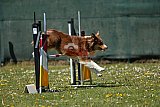 2nd chanche agility apeldoorn v.p