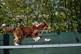 2nd chanche agility apeldoorn v.p