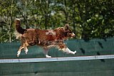 2nd chanche agility apeldoorn v.p