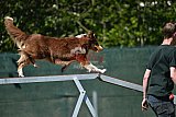 2nd chanche agility apeldoorn v.p