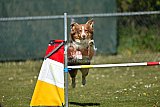 2nd chanche agility apeldoorn v.p
