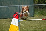2nd chanche agility apeldoorn v.p