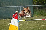 2nd chanche agility apeldoorn v.p