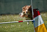 2nd chanche agility apeldoorn v.p