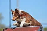 2nd chanche agility apeldoorn v.p