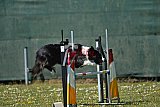 2nd chanche agility apeldoorn v.p