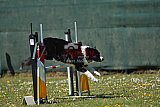 2nd chanche agility apeldoorn v.p