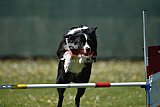 2nd chanche agility apeldoorn v.p