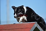2nd chanche agility apeldoorn v.p