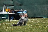 2nd chanche agility apeldoorn v.p