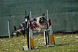 2nd chanche agility apeldoorn v.p