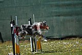 2nd chanche agility apeldoorn v.p
