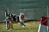 2nd chanche agility apeldoorn v.p