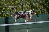 2nd chanche agility apeldoorn v.p