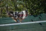 2nd chanche agility apeldoorn v.p