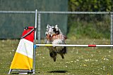 2nd chanche agility apeldoorn v.p