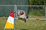 2nd chanche agility apeldoorn v.p
