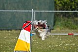 2nd chanche agility apeldoorn v.p