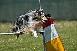 2nd chanche agility apeldoorn v.p