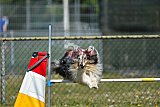 2nd chanche agility apeldoorn v.p