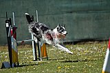 2nd chanche agility apeldoorn v.p