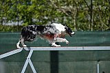 2nd chanche agility apeldoorn v.p