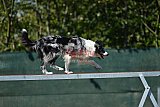 2nd chanche agility apeldoorn v.p
