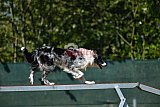 2nd chanche agility apeldoorn v.p