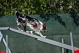 2nd chanche agility apeldoorn v.p