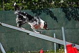 2nd chanche agility apeldoorn v.p