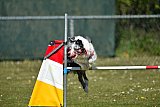 2nd chanche agility apeldoorn v.p