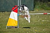 2nd chanche agility apeldoorn v.p